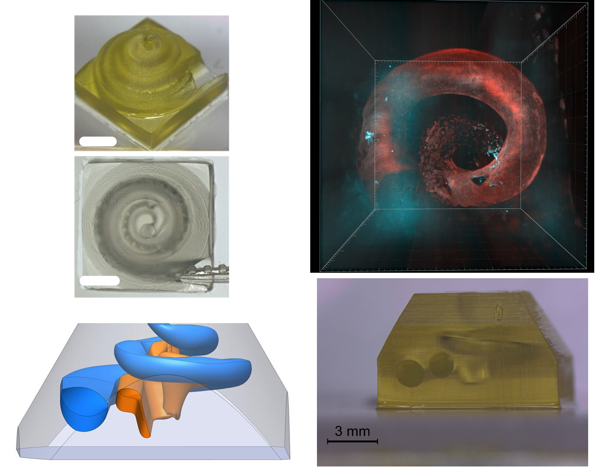 Human Cochlear Tissue Models