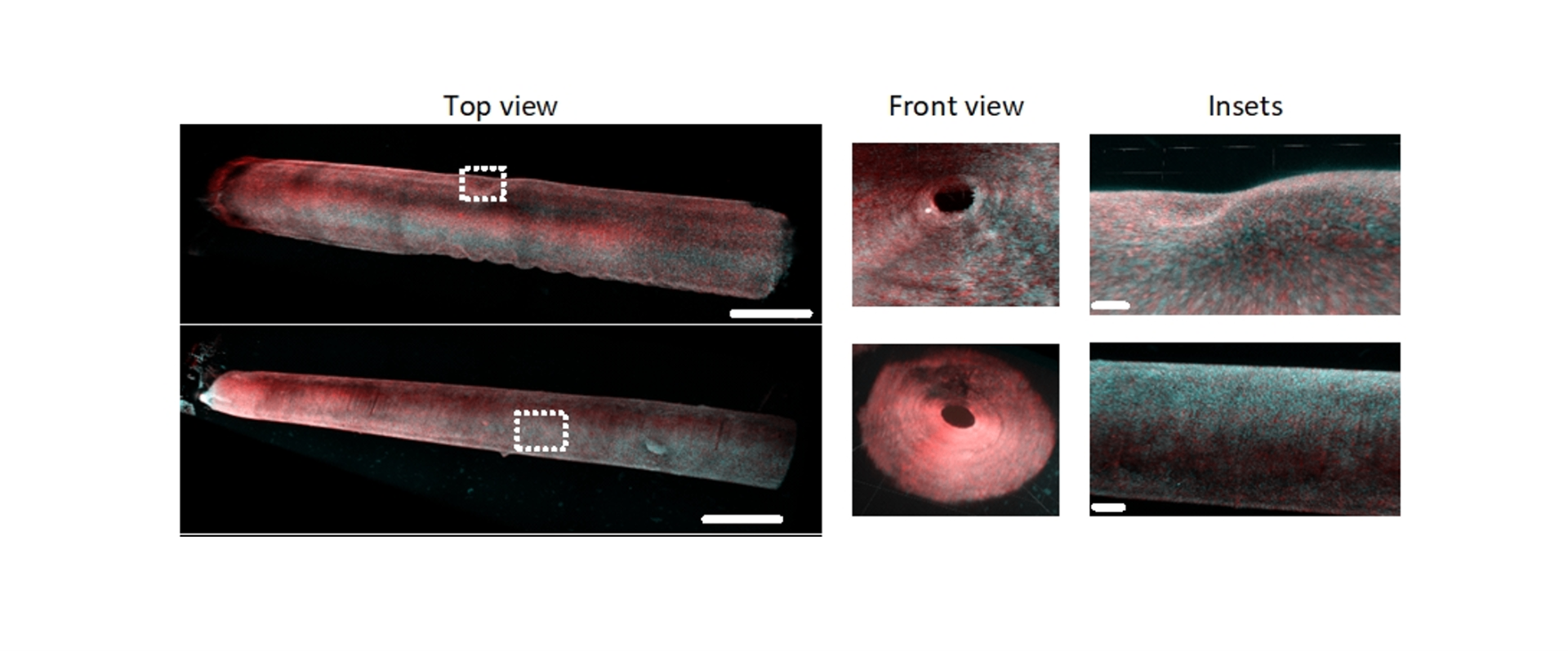 Tubular Tissue Scaffolds